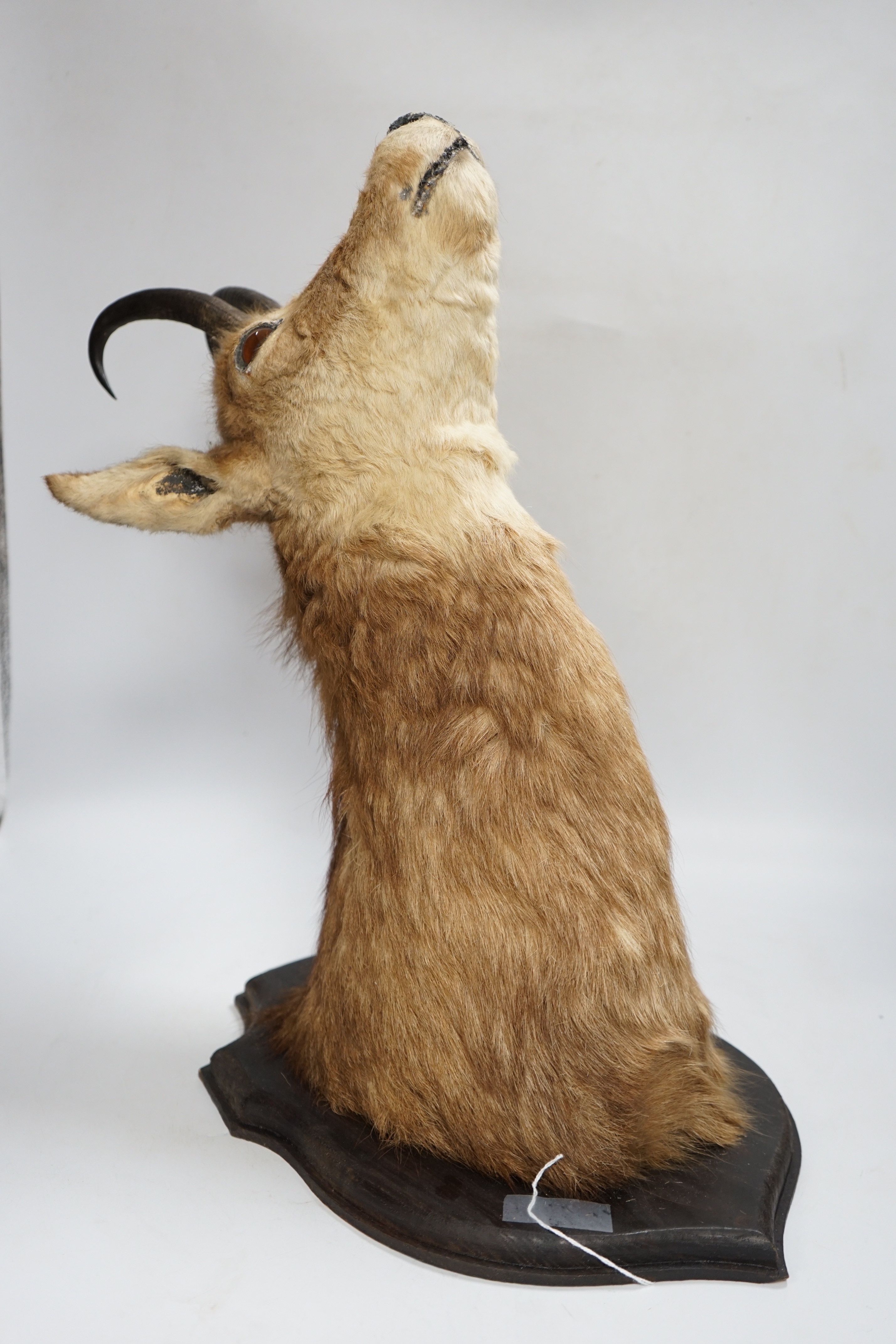 A mounted taxidermy Chamois head, 50cm deep